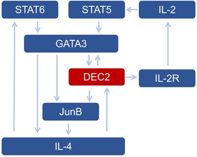 Role of differentiated embryo-chondrocyte expressed gene 2 in immunity